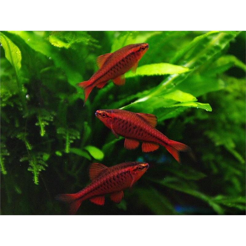 Barbus titteya - imagine 5